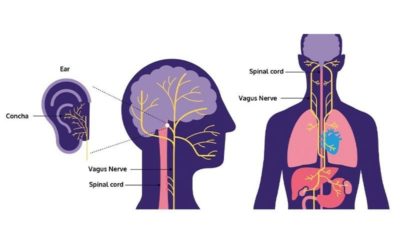 Az öngyógyítás kulcsa: Nervus Vagus, a X. agyideg